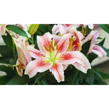 Fresh Lily Flowers