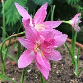 Organic Lily Flowers