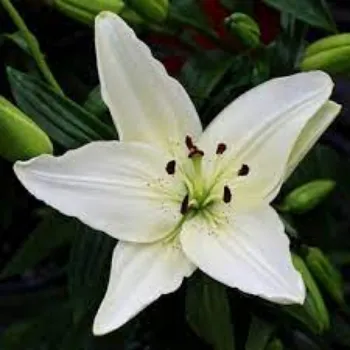 Common Lily Flowers