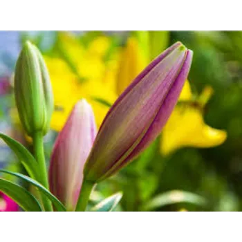 Natural lily Flower Manufacturer