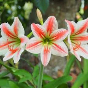 Fresh Lily Flowers Manufacturer