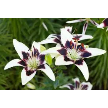 Natural Lily Flowers