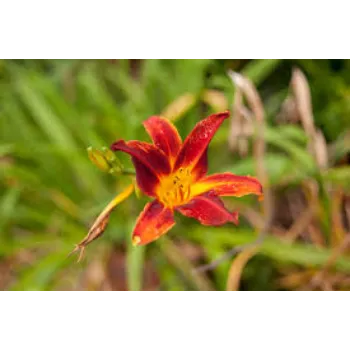 Organic Lily Flowers Manufacturer