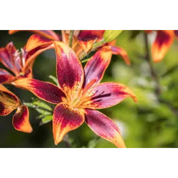 Natural Lily Flowers
