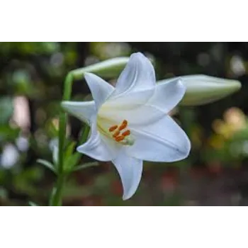 Natural Fresh Lily Flower Exporter