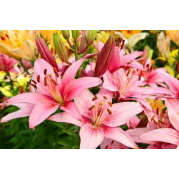 Organic Lily Flowers Wholesale