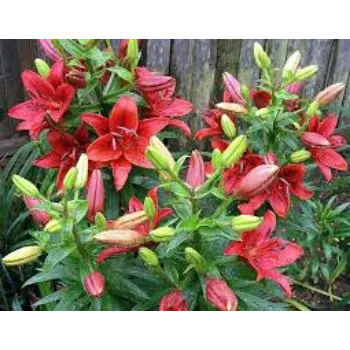 Natural Lily Flower Manufacturer