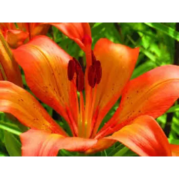 Fresh Lily Flower Manufacturer