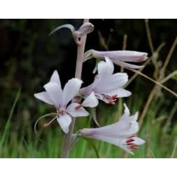 Natural Lily Flowers Manufacturer