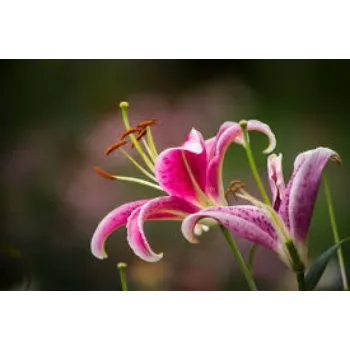 Organic Lily Flowers Manufacturer
