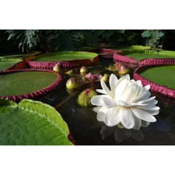 Natural Lily Flowers Manufacturer