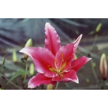 Fresh Lily Flower Manufacturer
