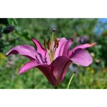 Fresh Lily Flowers