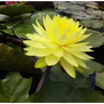 Fresh Lily Flowers Exporter