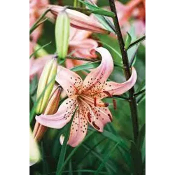 Fresh Lily Flowers Exporter