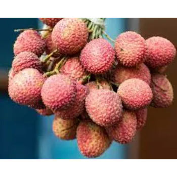 Litchi Plant