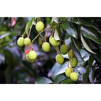Litchi Plant