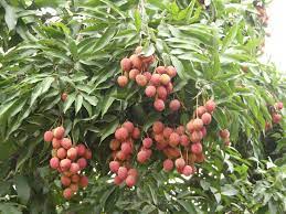 Litchi Plant