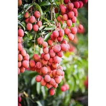 Natural Litchi Plant