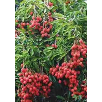  Organic Litchi Plant