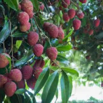 RAJESWARI NURSERY  Litchi Plant