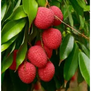Roshni Agri forestry  Litchi Plant