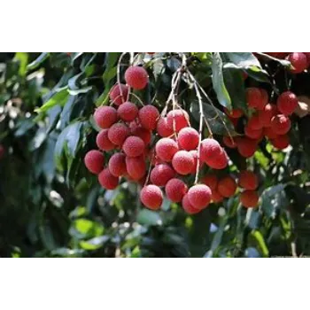 Organic Litchi Plant 