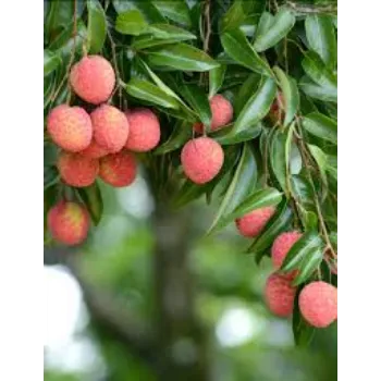 Natural Litchi Plant