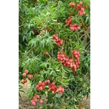 Litchi Plant