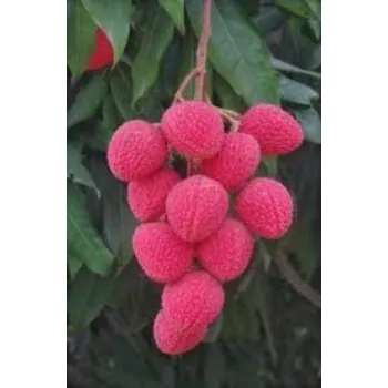 Organic Litchi Plant
