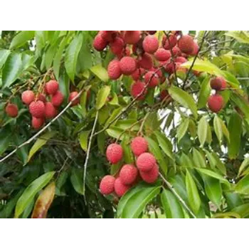 Litchi Plant