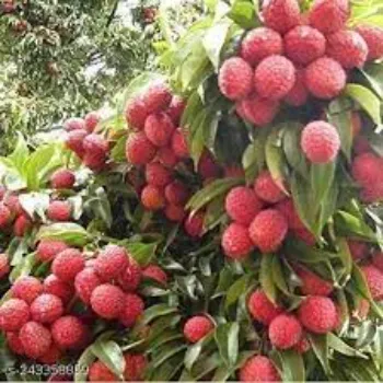 Natural Litchi Plant