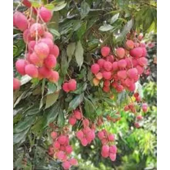 Natural Litchi Plant