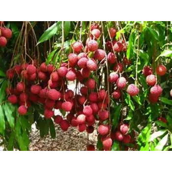 Litchi Plant