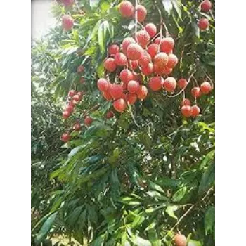 Natural Litchi Plant