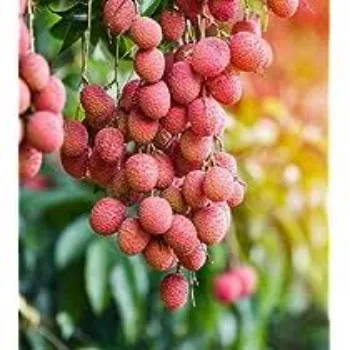 natural Litchi Plant