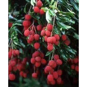 Natural  Litchi Plant