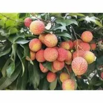 A Grade Litchi Plant
