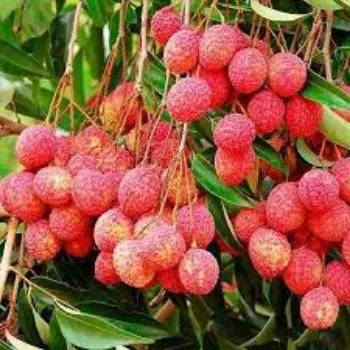 Organic Litchi Plants