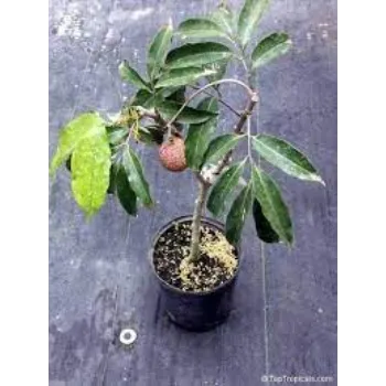 Organic Litchi Plants