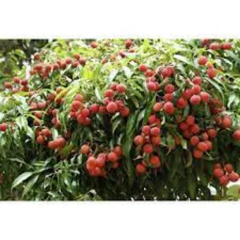 Organic Litchi Plant