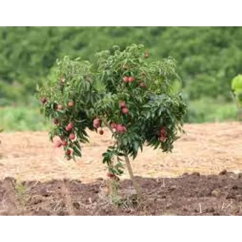 Natural Litchi Plants