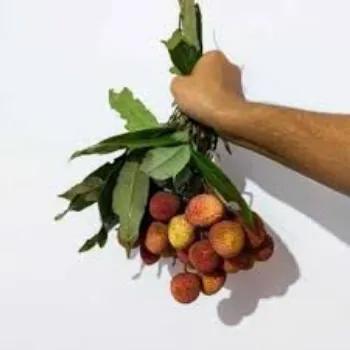 Natural Litchi Plant
