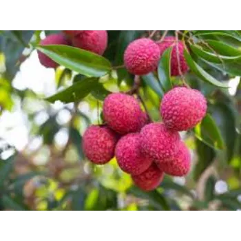 Litchi Plants
