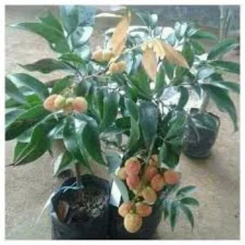 Organic Litchi Plant