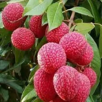 Organic Litchi Plant