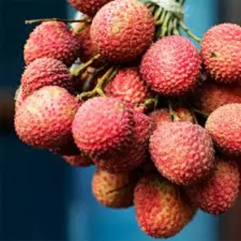 Fresh Litchi Plant