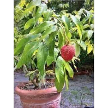 Litchi Plant
