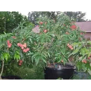 Organic Litchi Plant