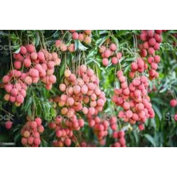 Natural Litchi Plant